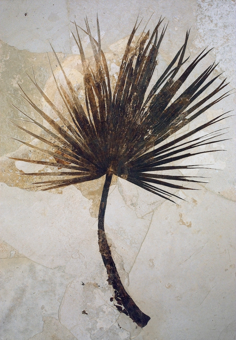 A brown fossilized palm leaf in limestone.