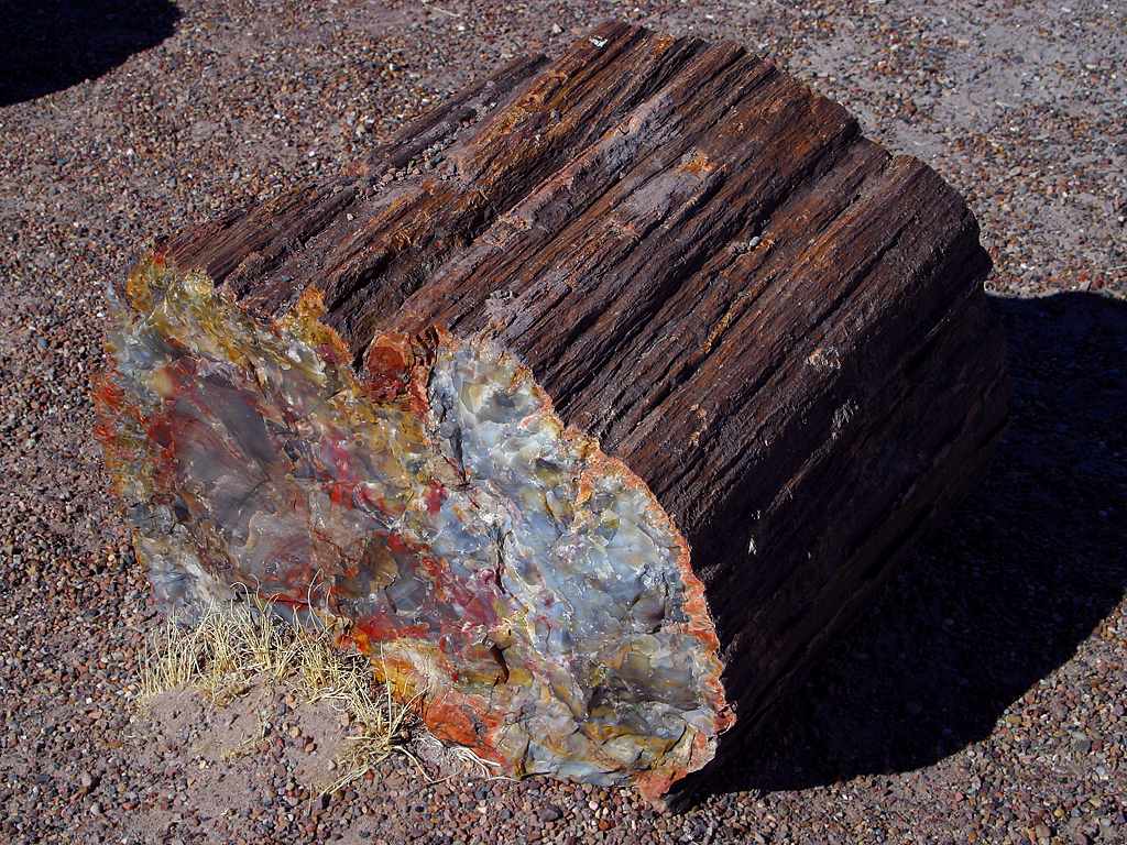 Petrified wood from the Petrified Forest National Park, AZ