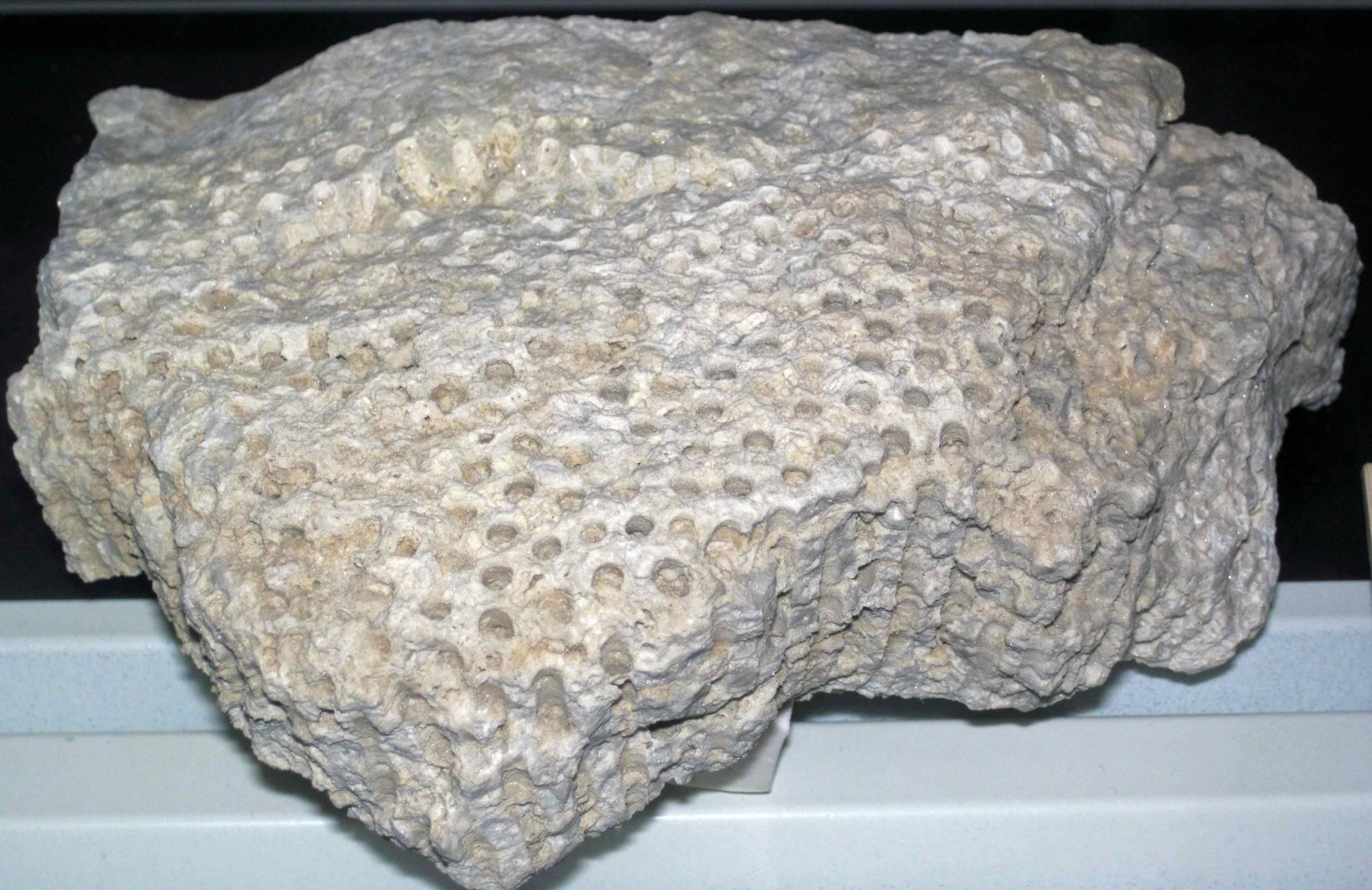 Recrystallized, Silurian-age coral from Ohio