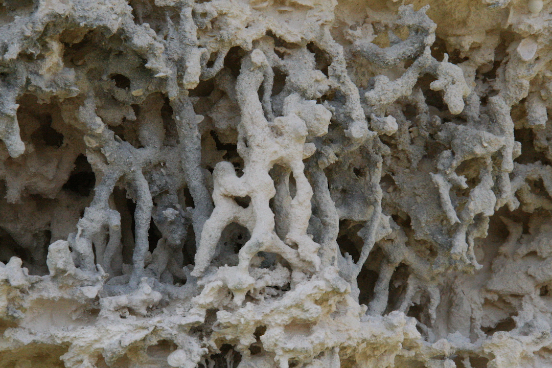 Connected tubes in a limestone created by plant roots.