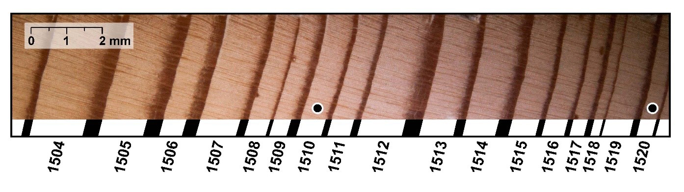 A tree ring core showing latewood (darker ring) and earlywood (lighter ring)