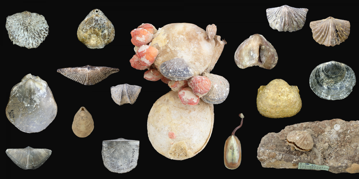 collection of various brachiopods