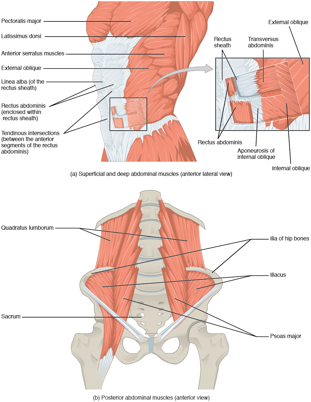 1112 Muscles Of The Abdomen 