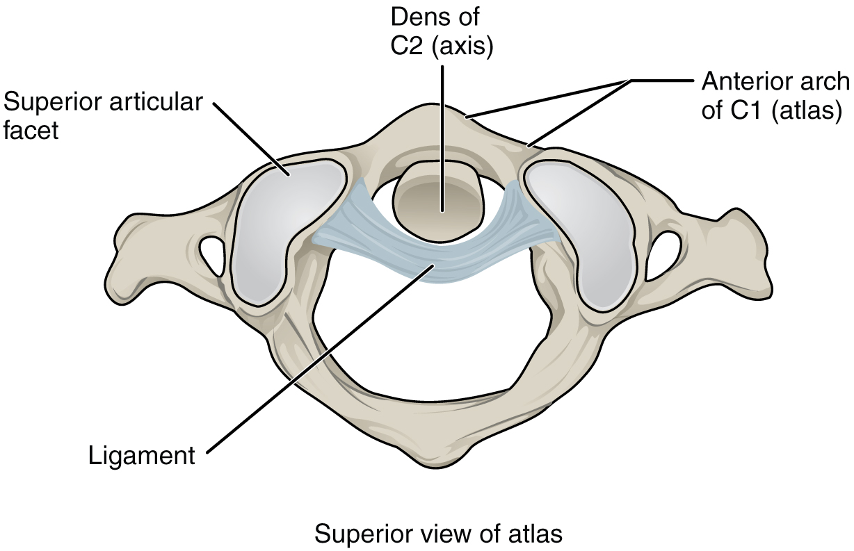 This figure shows the structure of the atlantoaxial joint.