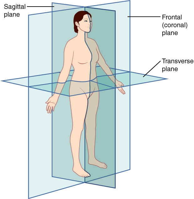 This illustration shows a female viewed from her right, front side. The anatomical planes are depicted as blue rectangles passing through the woman’s body. The frontal or coronal plane enters through the right side of the body, passes through the body, and exits from the left side. It divides the body into front (anterior) and back (posterior) halves. The sagittal plane enters through the back and emerges through the front of the body. It divides the body into right and left halves. The transverse plane passes through the body perpendicular to the frontal and sagittal planes. This plane is a cross section which divides the body into upper and lower halves.