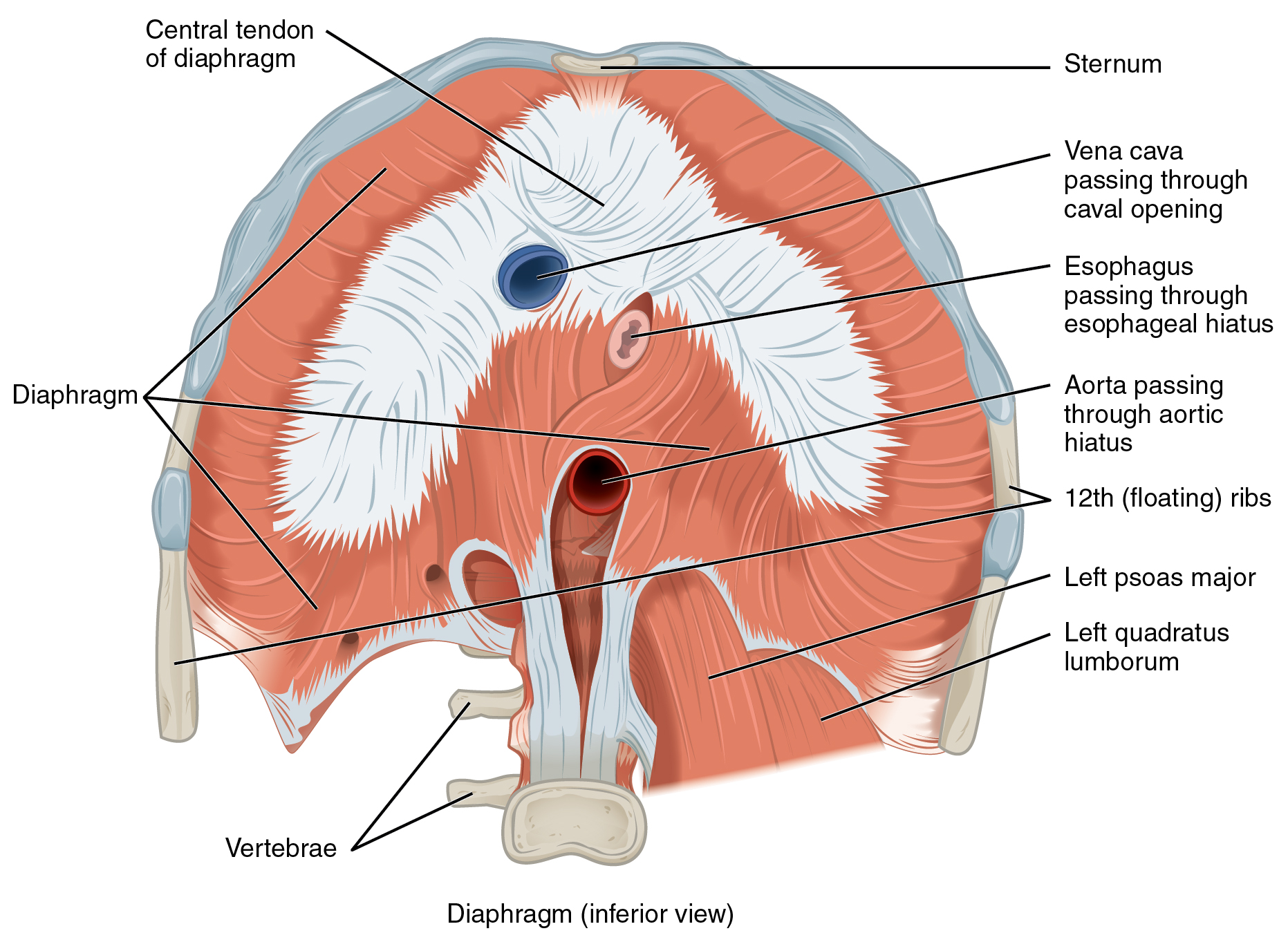 This figure shows the inferior view of the diaphragm with the major parts labeled.