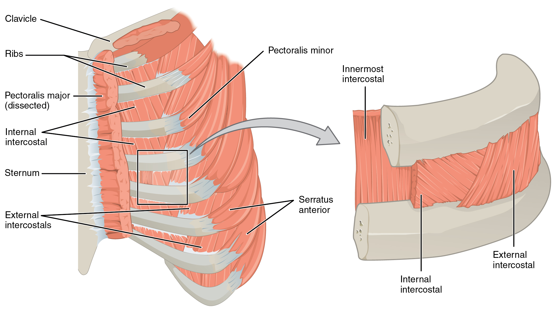 This figure shows the muscles in the thorax. The left panel shows the ribs, the major bones, and the muscles connecting them. The right panel shows a magnified view of the sternum and labels the muscles.