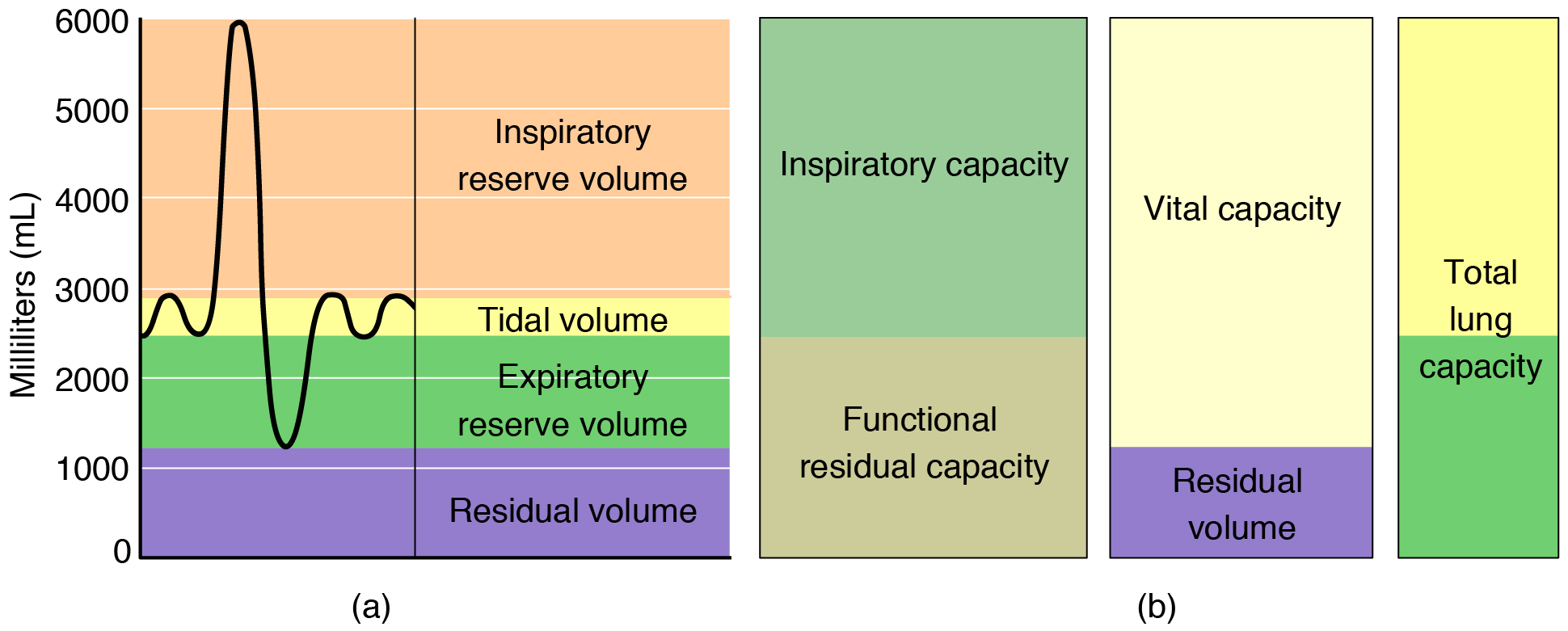 The left panel shows a graph of different respiratory volumes. The right panel shows how the different respiratory volumes result in respiratory capacity.