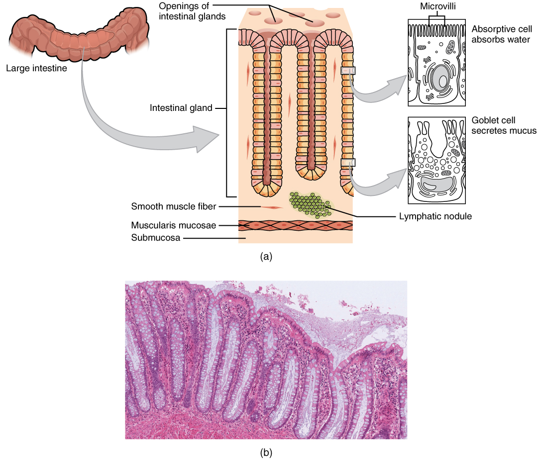 This image shows the histological cross section of the large intestine. The left panel shows a small region of the large intestine. The center panel shows a magnified view of this region, highlighting the openings of the intestinal glands. The right panel shows a further magnified view, with the microvilli and goblet cells.
