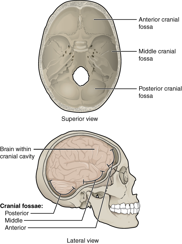 This figure shows the structure of the cranial fossae. The top panel shows the superior view and the bottom panel shows the lateral view. In both panels, the major parts are labeled.
