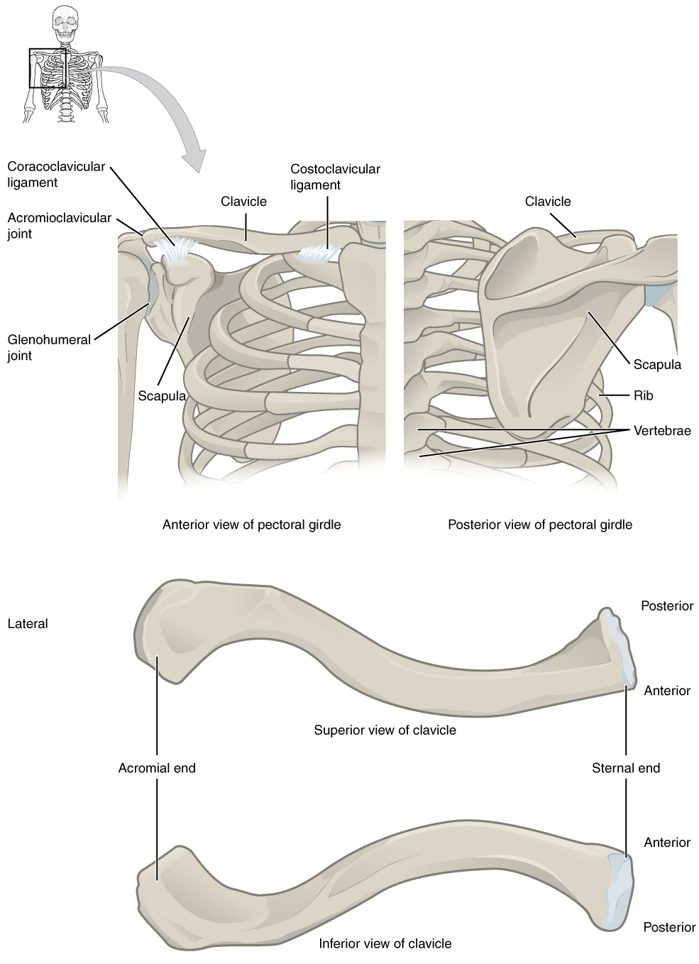 The Pectoral Girdle – Anatomical Basis of Injury Intended For Appendicular Skeleton Worksheet Answers