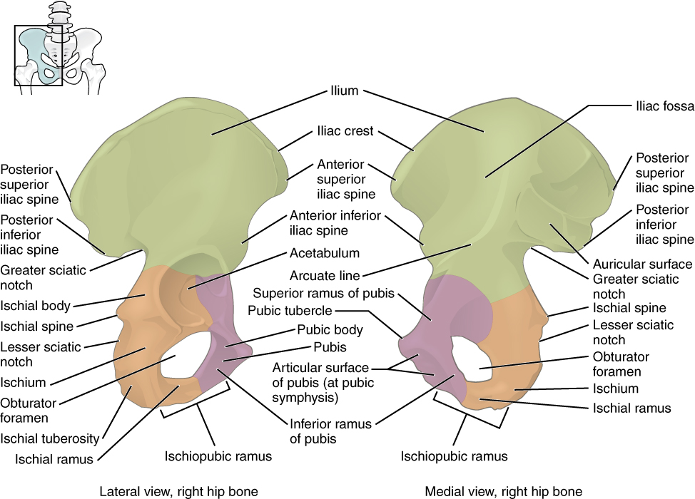 This figure shows the right hip bone. The left panel shows the lateral view, and the right panel shows the medial view.
